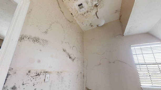 Best Environmental Consulting for Mold Prevention  in Lynnville, IN