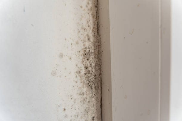 Forensic Mold Investigation in Lynnville, IN